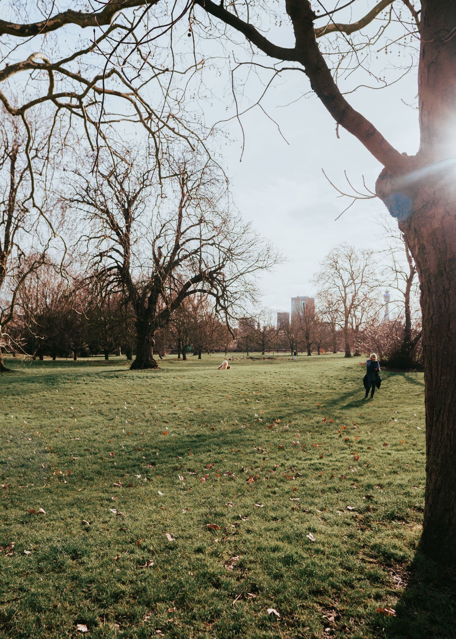 Park in autumn with bare trees and bright sun