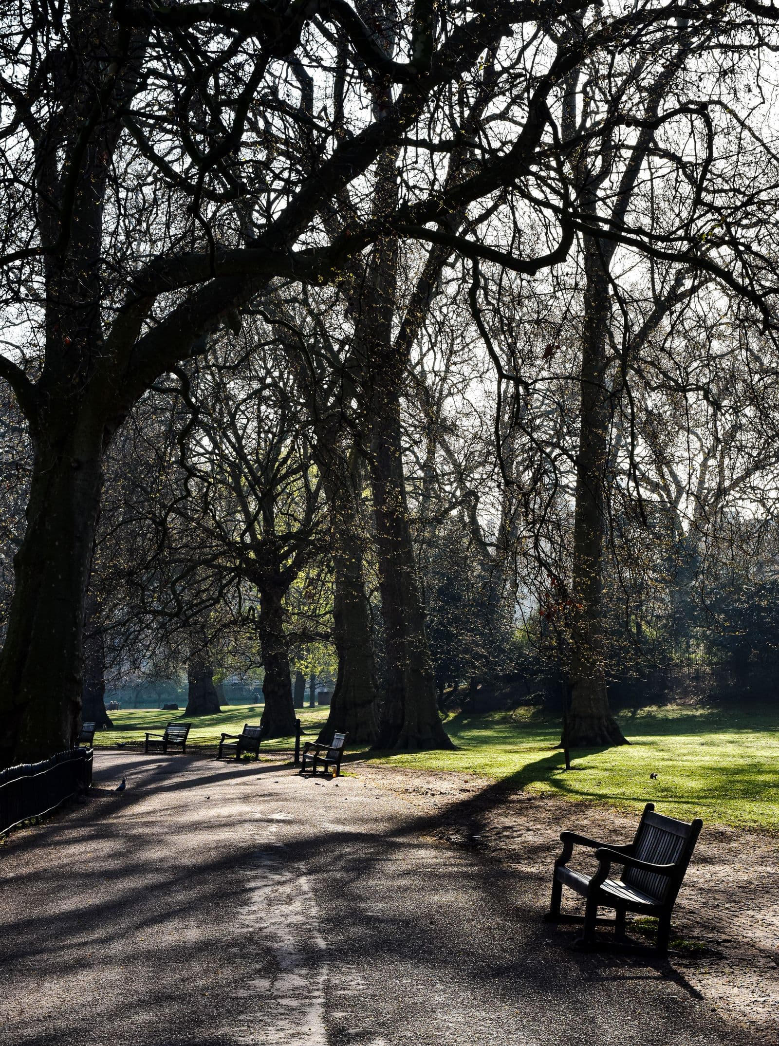 Park alley with empty benches and bare trees