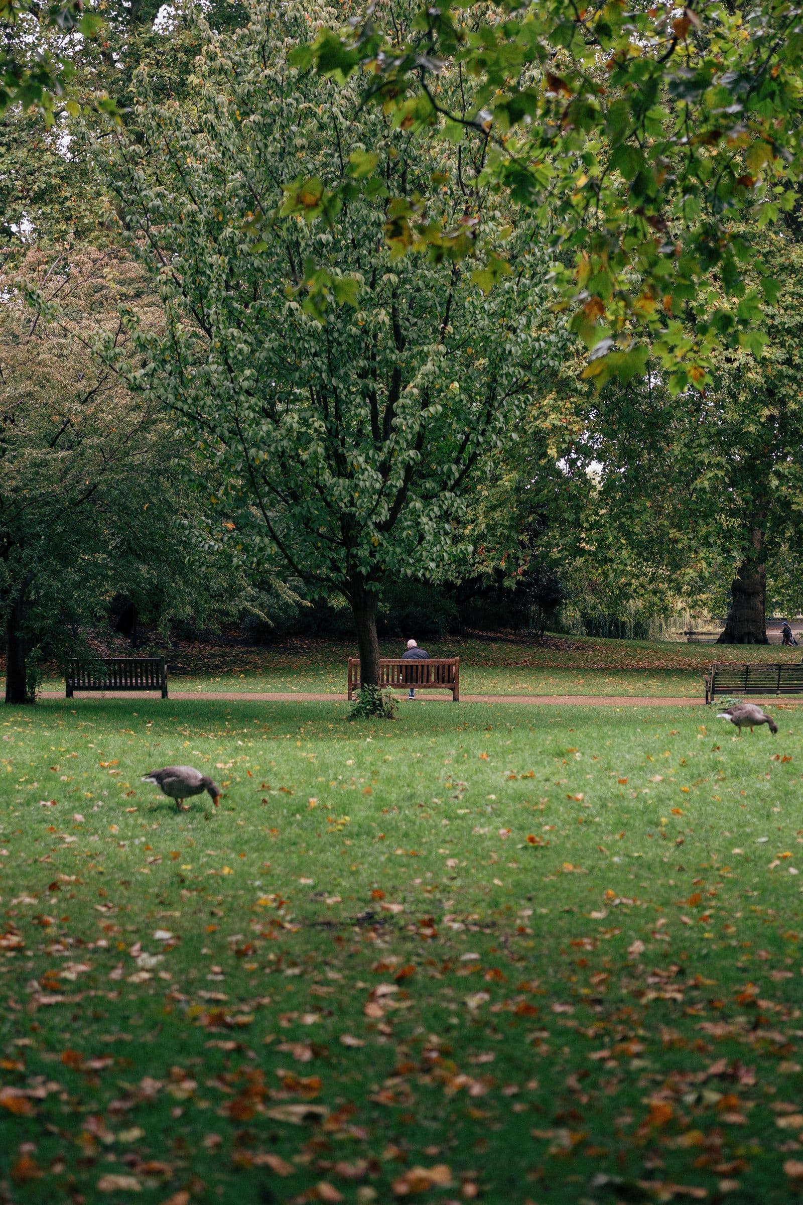 Autumn park with ducks on the grass and benches