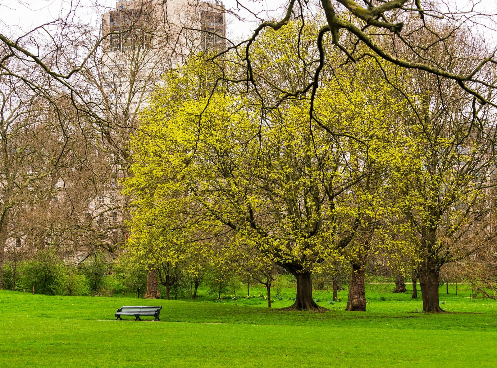 Park in spring with blossoming trees