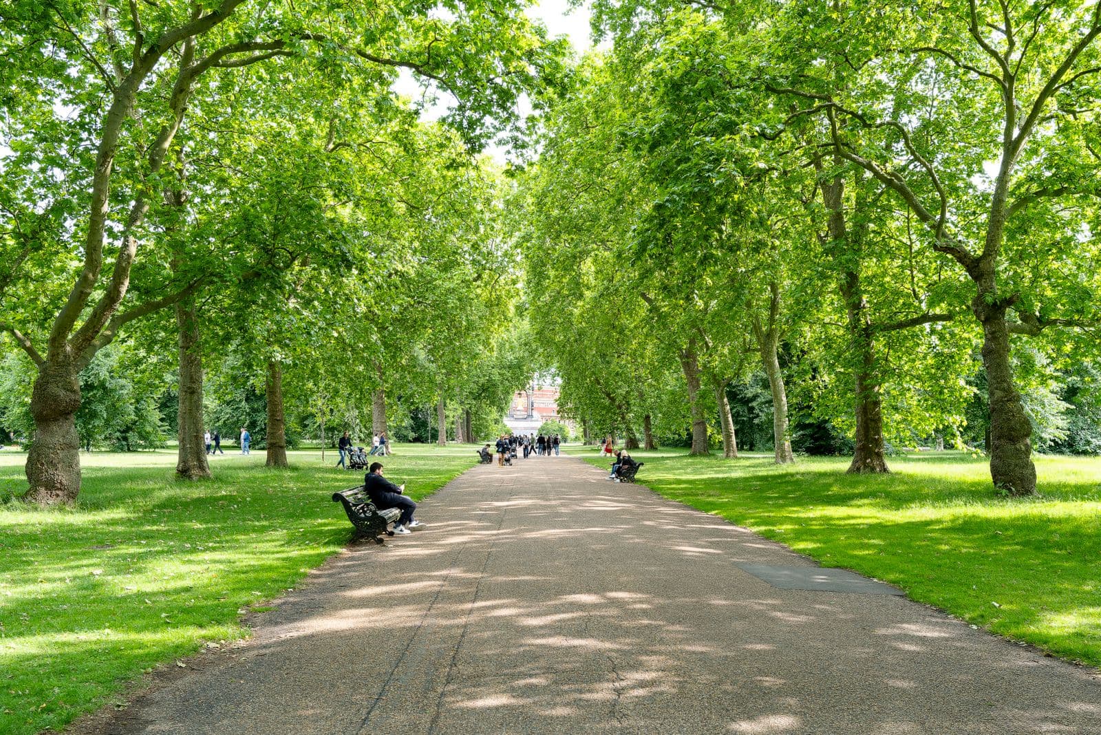 Park pathway with benches and lush green trees