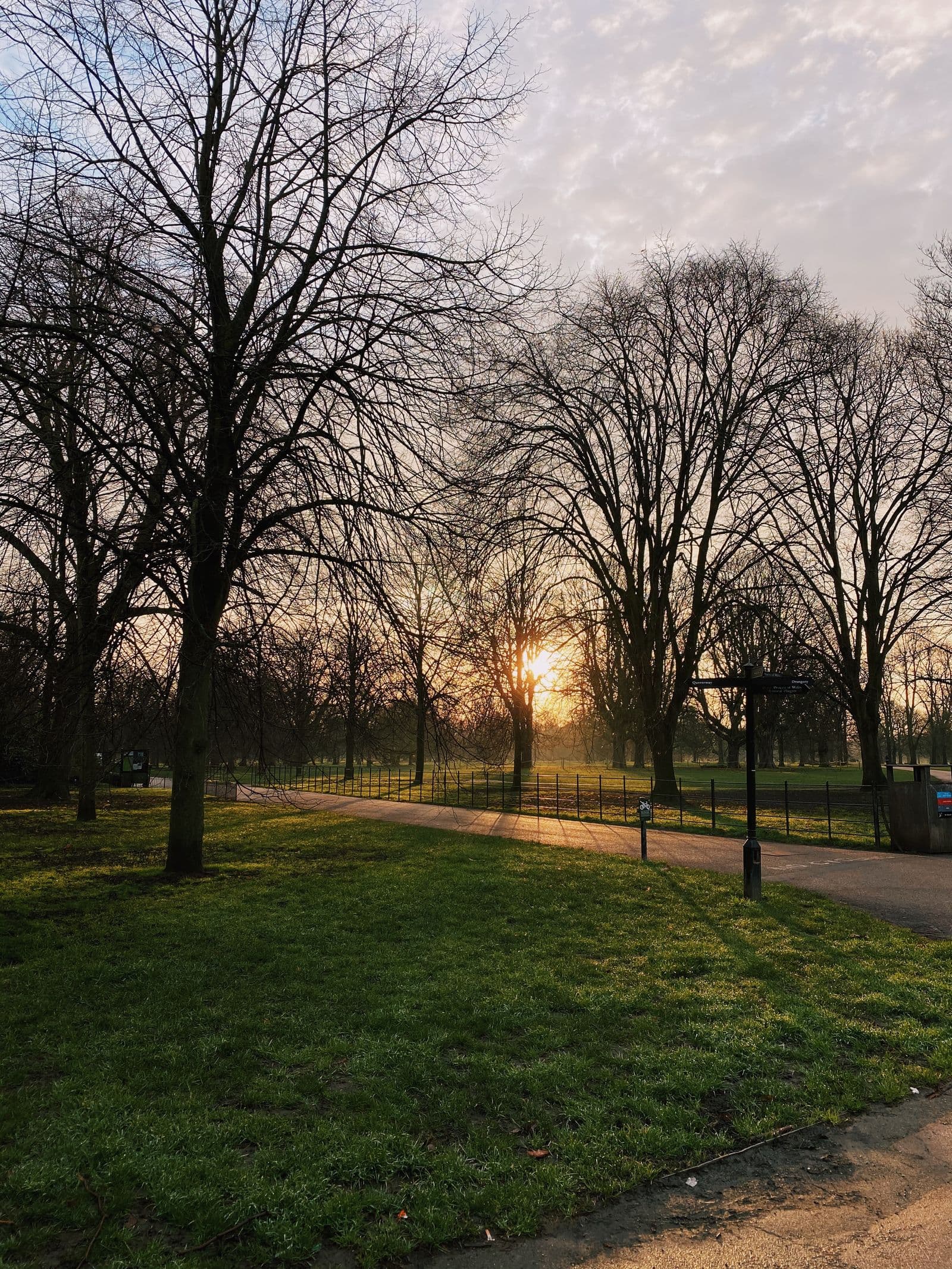 Leafless trees on a green field at sunset