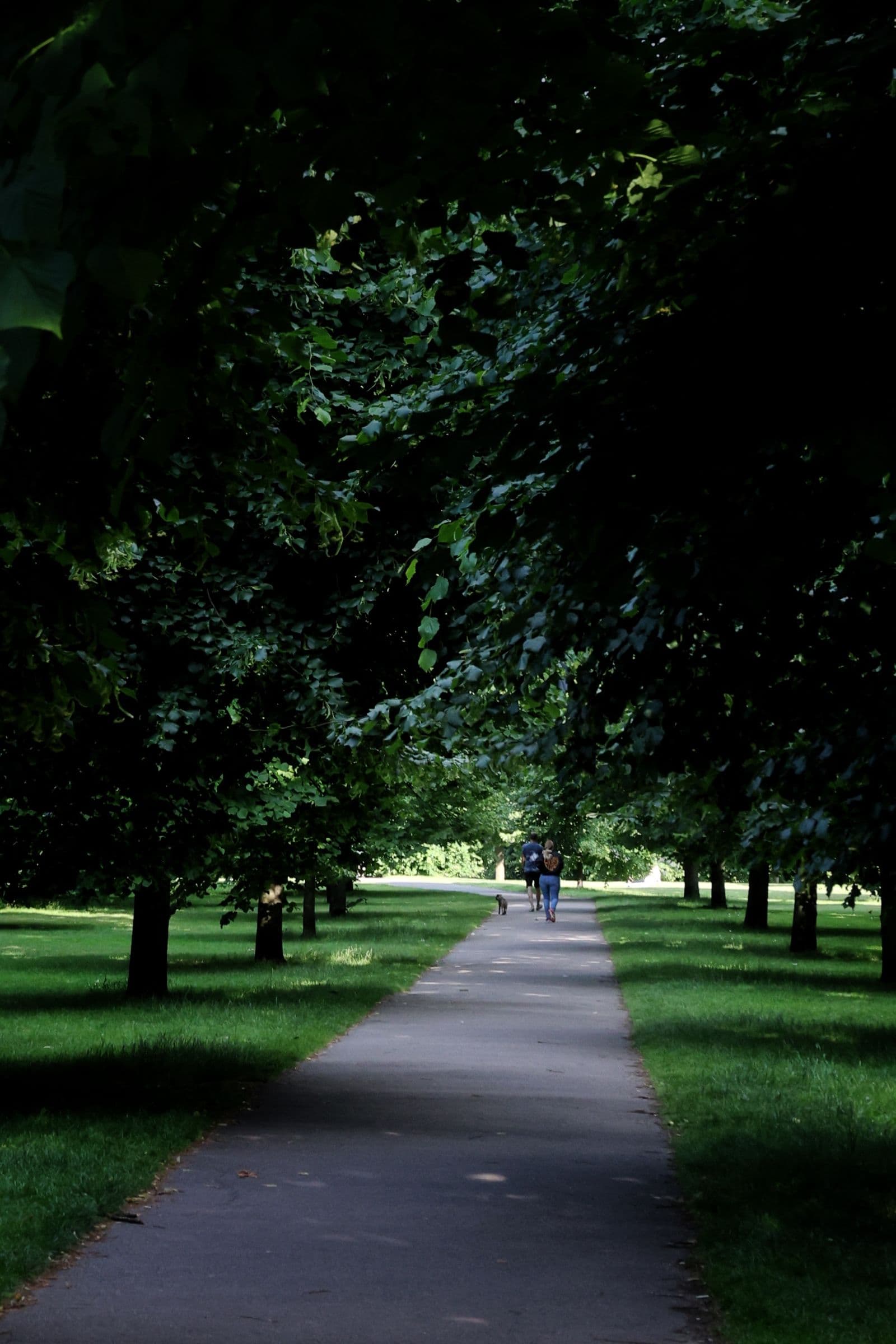 Pedestrian path beneath green trees in a park